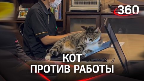 Субботний кот против трудоголиков: своим пузом остановил работу