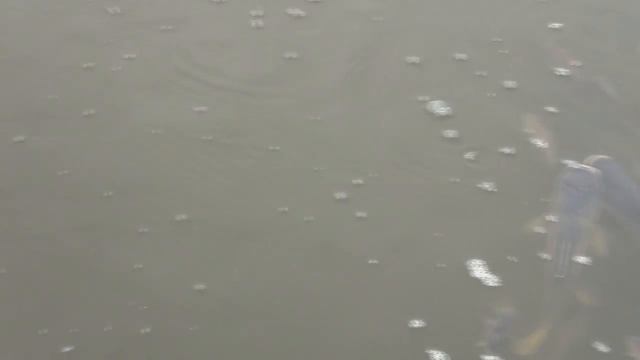 Столько рыбы вы еще не видели! Куча карпа и толстолобика! Что делать? Мор рыбы! Спасем рыбу! смотреть онлайн