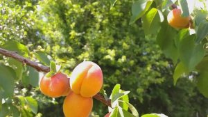 Ранние сорта абрикоса Приция (apricot Pricia)и Вондер Кот (apricot Wonder Cot). Обзор и дегустация