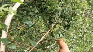 Арбористика | Спил дерева, дробление веток, распил на дрова, вывоз порубочных остатков