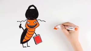 Почему так сложно избавиться от тараканов?