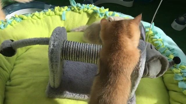 ???КОТЯТА ЗОЛОТАЯ ШИНШИЛЛА???САМЫЕ КРАСИВЫЕ ?ГОЛУБОЕ И ЧЕРНОЕ ЗОЛОТО?☀️?❤️
