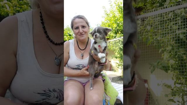 Лёми чихуахуа мальчик продажа лиловый с белым длинношерстный питомник Кастропуло Крым доставка смотреть онлайн