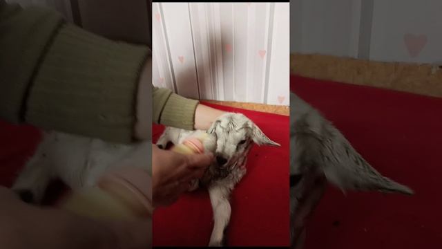Прибавление.