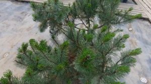 Сосна Горная Мунус (Mughus) 60-80 см