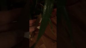Тестируем удобрение Янтарная кислота с хитозаном.