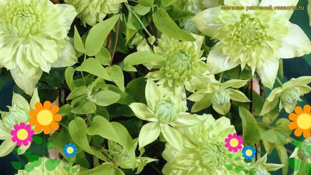 Клематис гибридный Альба Плена. Краткий обзор, описание характеристик clematis Alba Plena смотреть онлайн