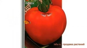 Томат обыкновенный Утренняя роса (utrennyaya rosa) ? обзор: как сажать, семена томата Утренняя роса