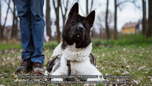 Американская акита: характеристика породы собак