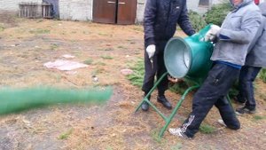 Живые новогодние сосны елки оптом