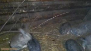 ПОЕНИЕ кроликов зимой.Давать или не давать СНЕГ кроликам.