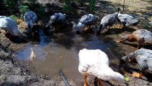 Выращивание уток Голубой Фаворит / Затраты на содержание день 30 вес 2.2 кг