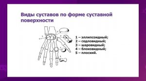 Биология. 8 класс. Строение и функции суставов