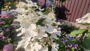 Метельчатая гортензия Вимс Ред ??Начало цветения
Hydrangea paniculata Wim's Red / Farbsymphonie