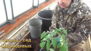Ранняя высадка томатов  в рукава