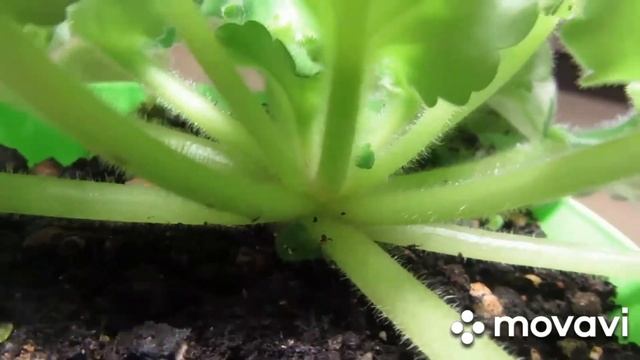 Обзор фиалок в декабре. Отделение "пасынков" от розетки. смотреть онлайн