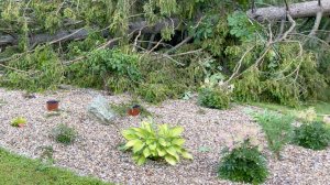 ОПАСНОЕ СОСЕДСТВО. ПОСЛЕДСТВИЯ УРАГАНА.  УПАВШАЯ ЕЛКА В РОКАРИИ. Дачный креатив.