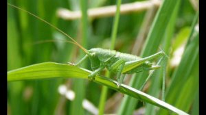 В траве сидел кузнечик
