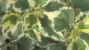 Sugar Tip Hibiscus - Rose of Sharon