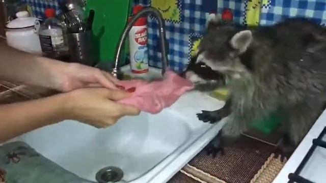 Енот Помогайка!!!