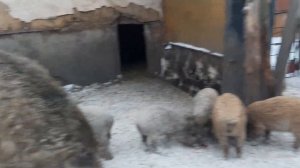 Венгерская мангалица мясо с характером