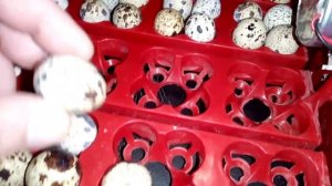 Инкубация перепелиных яиц в самодельном инкубаторе.