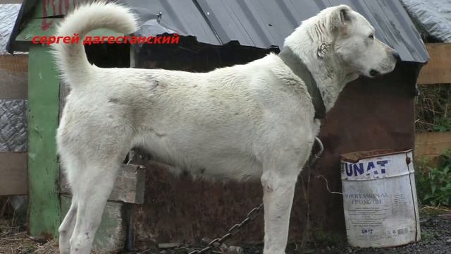Собаки Казбеги