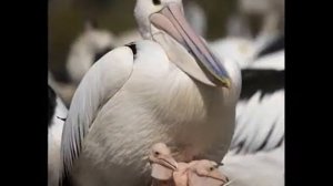 Э. Асадов   Пеликан