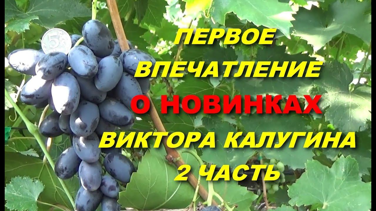 Сигнальное плодоношение новинок Виктора Калугина. Вторая часть. смотреть онлайн