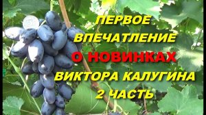 Сигнальное плодоношение новинок Виктора Калугина. Вторая часть.