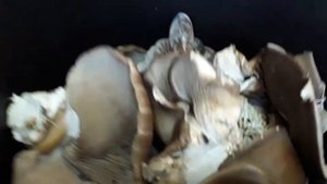 Приятная Неожиданность. Вешенка. Третья Волна. Март. Грибы Без Ухода / Грибные блоки