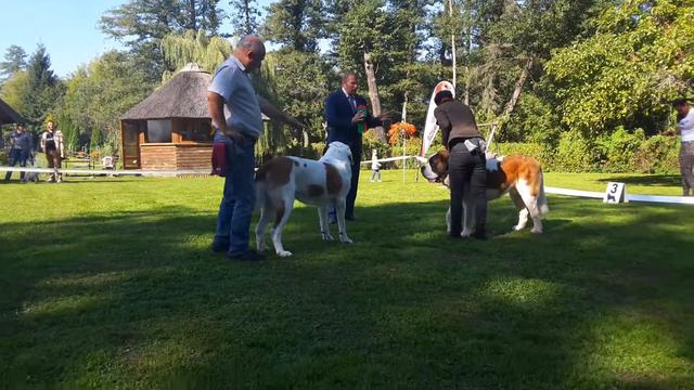 Сравнение, лучшего короткошерстного сенбернара. 10.09.16. Латвия. Судья - Дмитрий Прозоров. 130837 смотреть онлайн