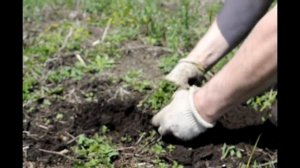 Чабрец выращивание в Сибири, Урале и ДВ (душица, тимьян)