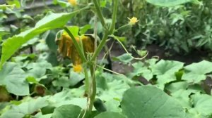 СТОП! После ЭТИХ овощей НИКОГДА не сажайте ОЗИМЫЙ ЧЕСНОК! Останетесь БЕЗ УРОЖАЯ!