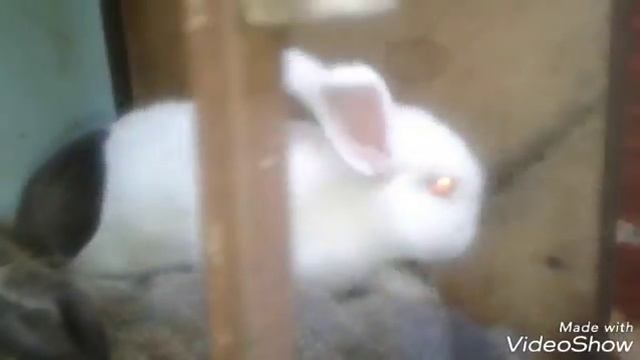 Паралич конечностей  у кролика смотреть онлайн