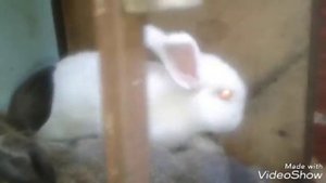 Паралич конечностей у кролика