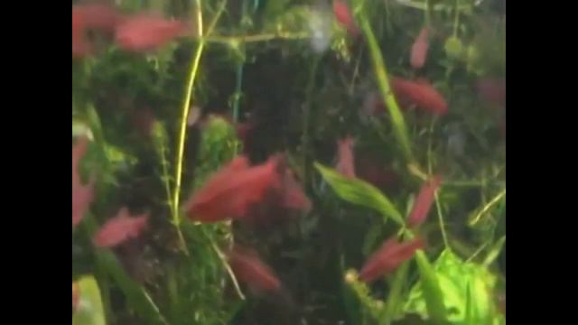 Барбусы смотреть онлайн