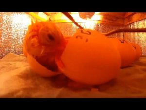 Вылупился цыпленок цыпа