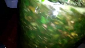 ЛОПУХ заготовка корня и листа