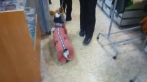 Осенний комбинезон для корги