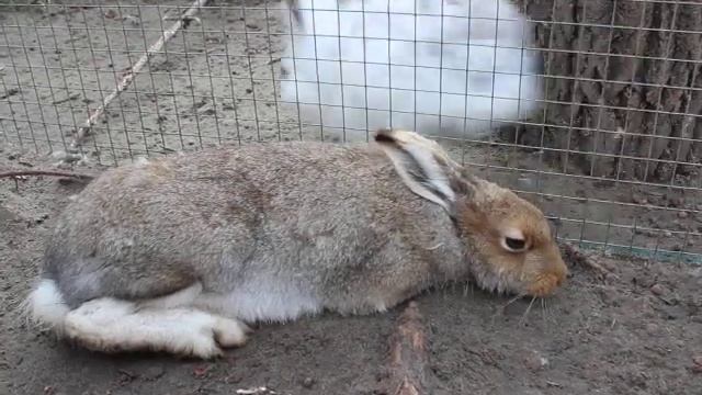 У новой жизни долог путь 1. Гон, схватки, роды у беляка Пуши смотреть онлайн