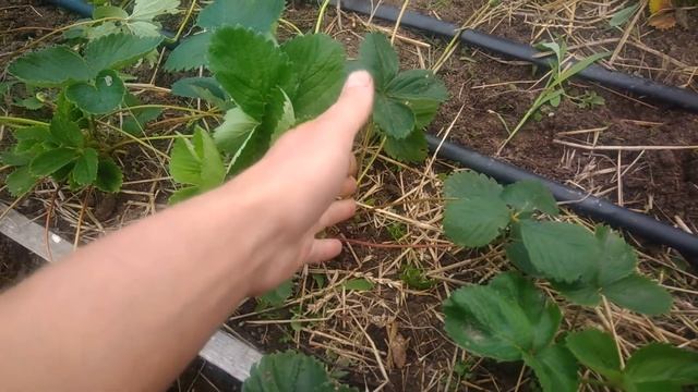Обработка клубники до и после плодоношения.Биопрепараты