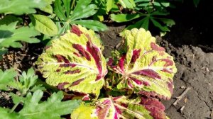 Колеусы. Колеусы осенью. Солнечный цветник из колеусов.