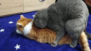 Кот Батон вяжет кошечку №0064