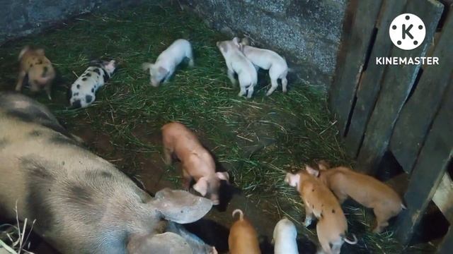 Приучаем поросят кушать предстартовый корм? смотреть онлайн