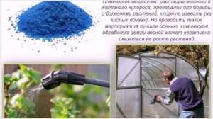 Чем обработать теплицу осенью от вредителей и болезней