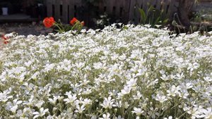 Гипсофила в моём саду