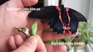 имаго и куколка бабочки парусник румянцева (papilio rumanzovia)