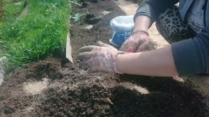 Показываю как сажаю капусту с использованием средств препятствующих образованию килы