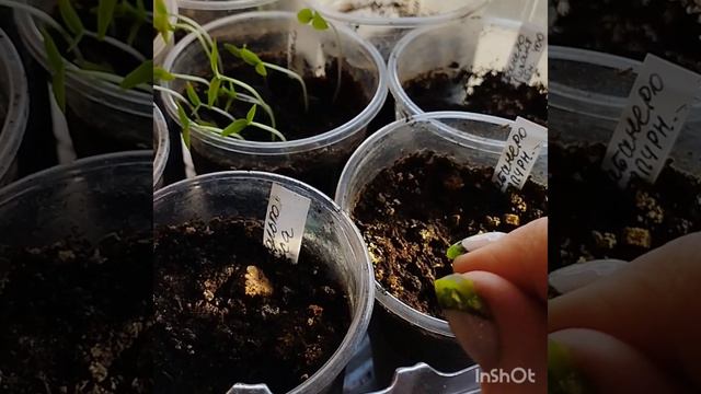 Почему я мою окна в феврале ? Сравнение всхожести перцев из покупных и своих семян . смотреть онлайн